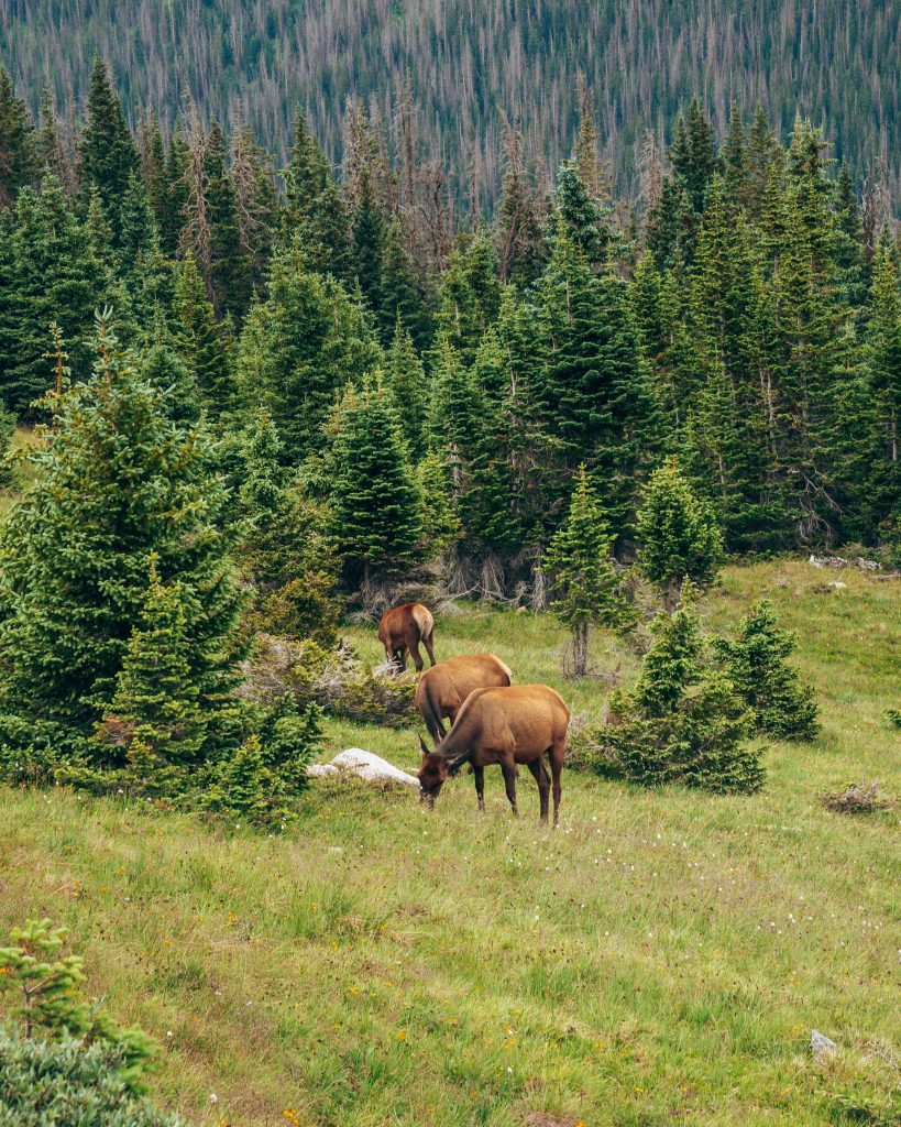 Elk at Medicine Bow Curve Trail Ridge Road