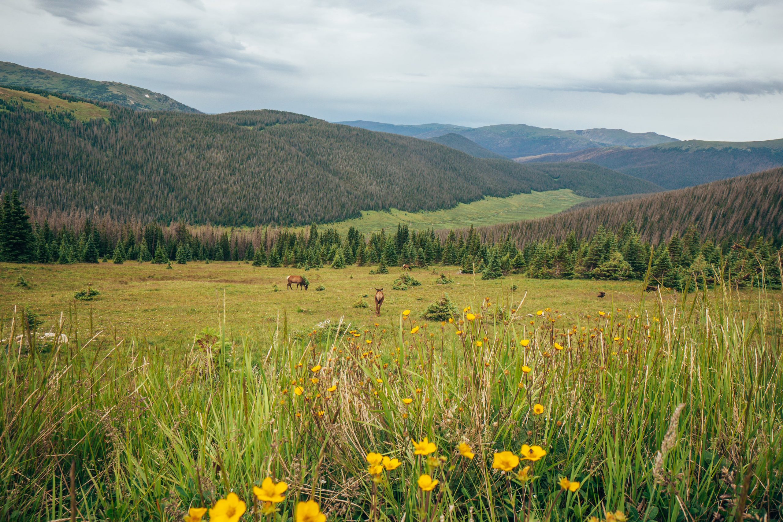 Medicine Bow Curve field of wildflowers with elk in Rocky Mountains