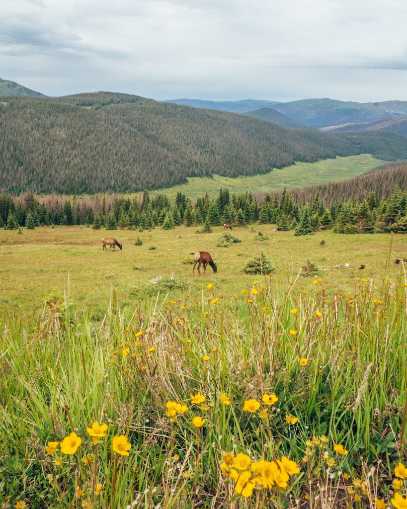 Medicine Bow Curve field of wildflowers with elk in Rocky Mountains