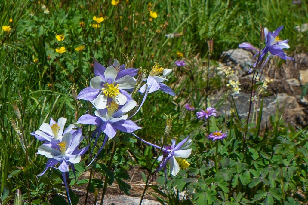 Purple Columbine flowers