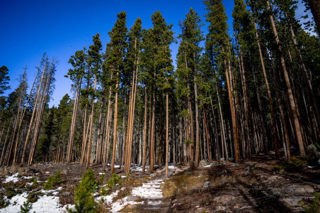 Lodgepole and Aspen pine forest on Bierstadt Lake trail