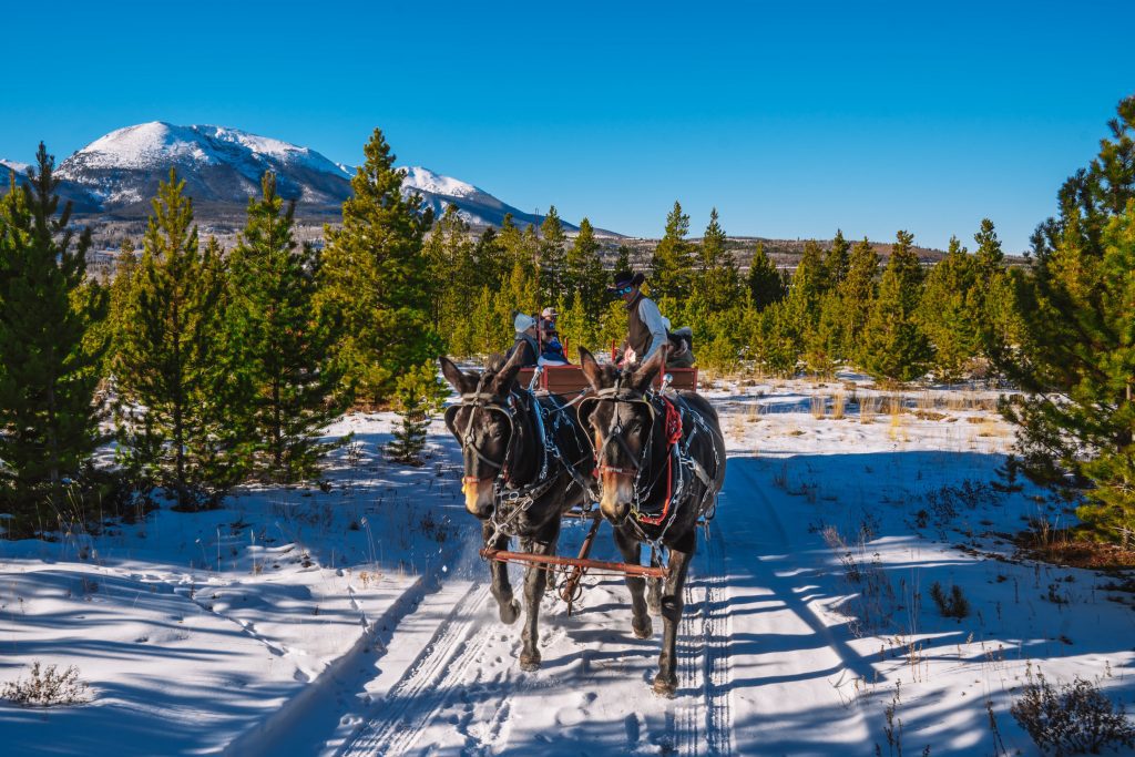 Horse drawn sleigh ride in Frisco Colorado