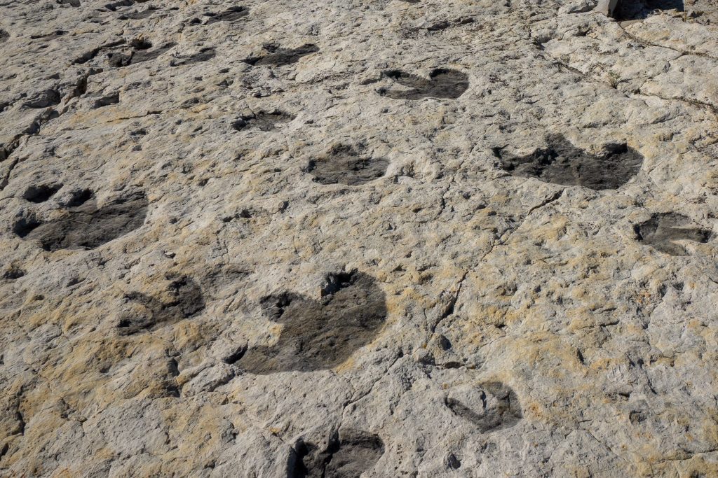 The Great Cretaceous Walk: Flat Out on Flat Rocks