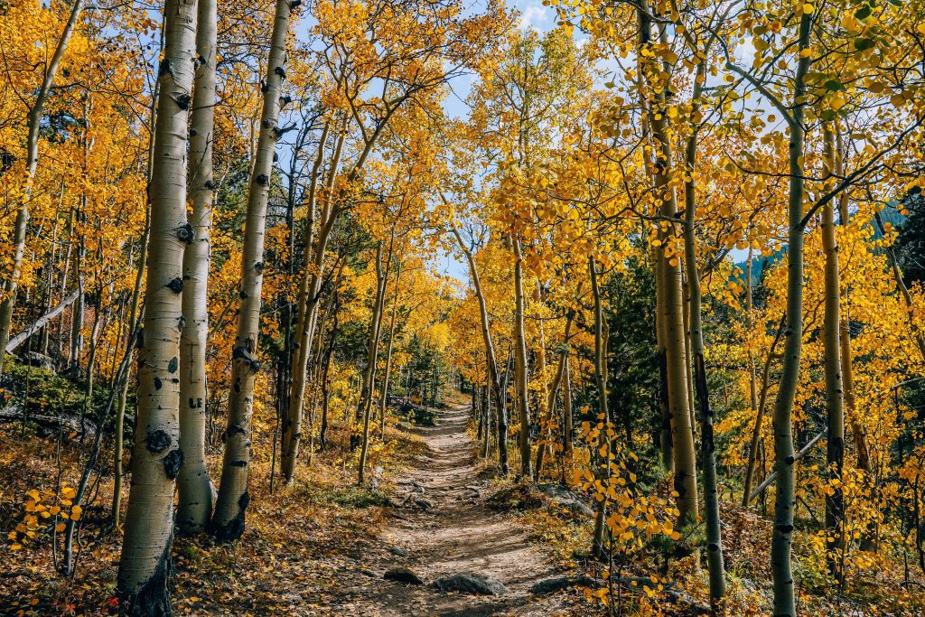 Raccoon Trail Golden Gate Canyon State Park in fall with golden aspens