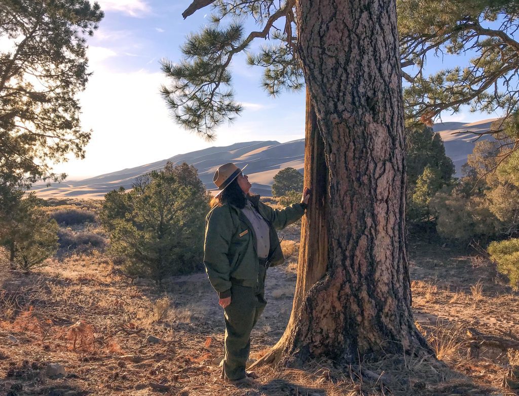 Park Ranger with Culturally Modified Ponderosa Pine near the Dunes
Park Ranger Anna Martinez-Amos is currently on a detail assignment for a few months to Great Sand Dunes National Park and Preserve from San Antonio Missions National Historical Park. A large part of her heritage is the Indigenous Coahuiltecan people of south Texas and northern Mexico, a tribe that long predated the US/Mexican border.

 

Here, she reflects on her response upon first seeing the culturally modified ponderosa pines in Great Sand Dunes National Park and Preserve. These living artifacts were ceremonially peeled in past centuries by area tribes. The largest concentration of modified trees in the park, just east of the dunefield, is listed on the National Register of Historic Places as ‘Indian Grove’.

 

“As a child growing up in the South Texas borderlands of the Lower Rio Grande Valley, I remember going with my mother into el monte, the brushlands outside of town. We’d pick nopales, prickly pear cactus pads when they were young and bright green. We’d also look for herbs such as verbena, which my mother would make into a medicinal tea. It was this memory which sprang to mind when I saw the culturally modified ponderosa pines around the dunes. I imagined a young person accompanying a parent to find the right specimen of pine to collect bark for food and medicine. At the time, I was mystified by my emotional reaction to seeing those trees. I realize upon further reflection that it was in a way connecting me to my dear mother who has been gone from this earth for almost 20 years. And in a way, it also connects me to the people generations ago who collected bark from those ponderosas.”

 

Photo: NPS/Patrick Myers